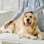 A importância do acompanhamento veterinário regular