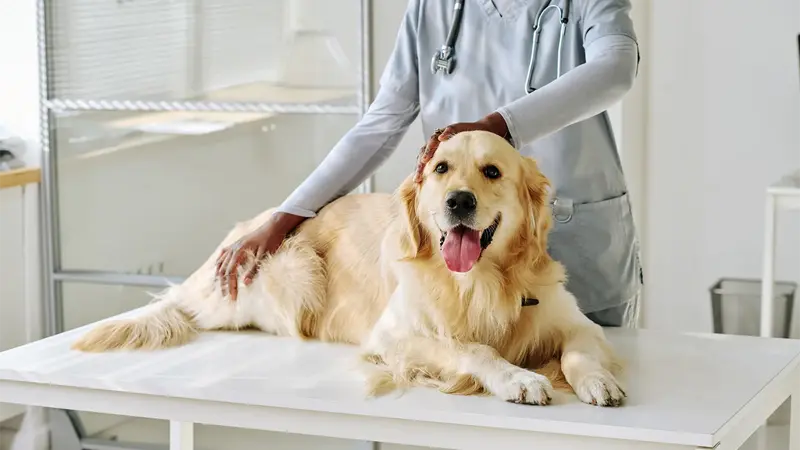 A importância do acompanhamento veterinário regular