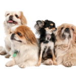 Por que o controle de parasitas é essencial para a saúde do seu pet?