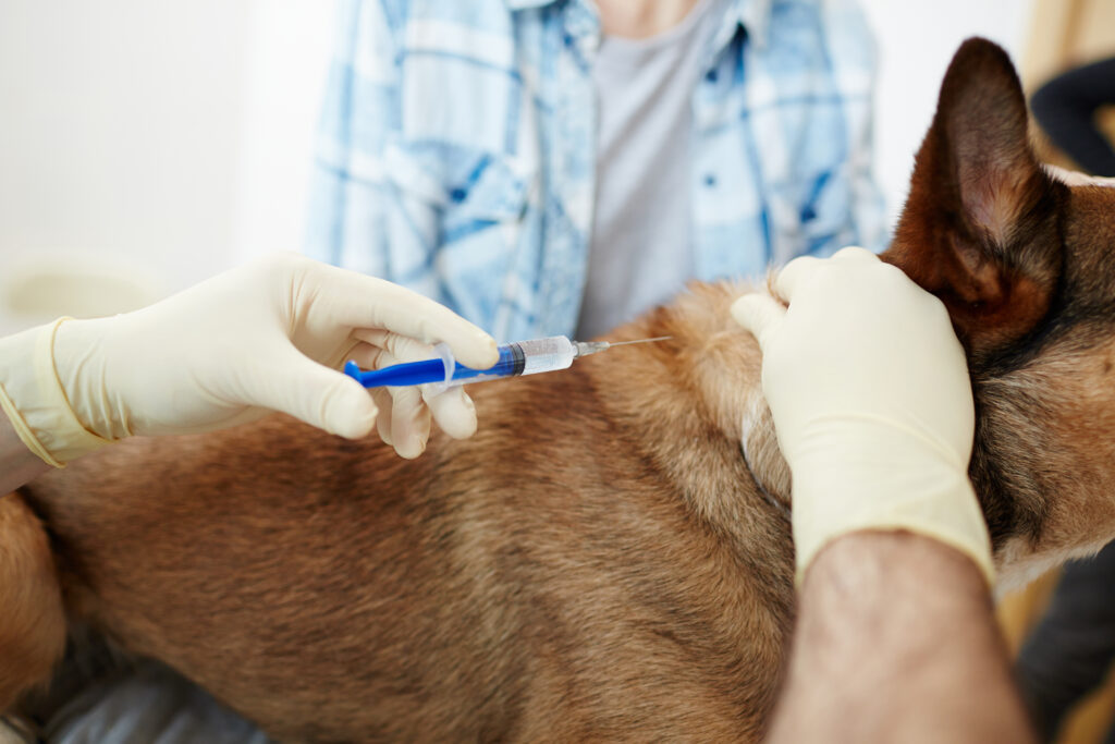 A importância de manter a vacinação do seu pet em dia