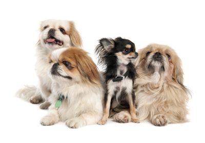 groupe of 3 Pekingeses and a chihuahua  in front of a white background
